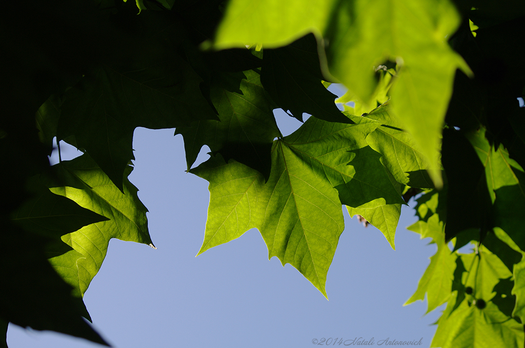 Image de photographie "Image sans titre" de Natali Antonovich | Photostock.