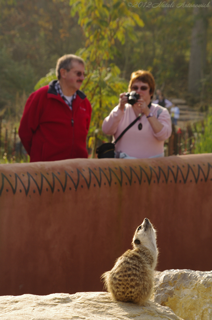 Album  "Image without title" | Photography image "Magician, Friend  -  Camera" by Natali Antonovich in Photostock.