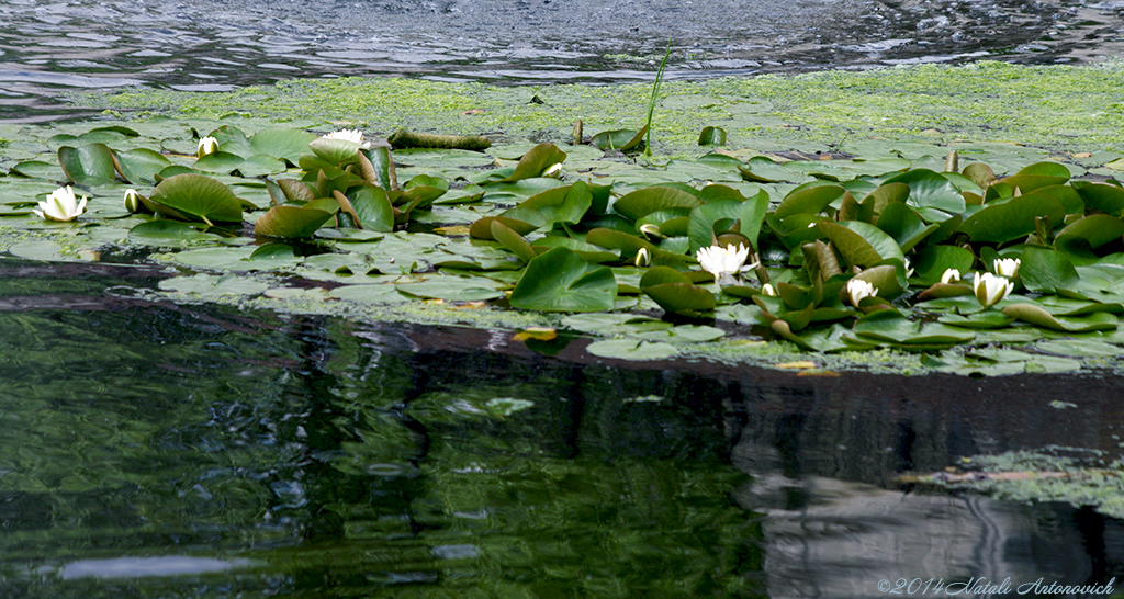 Album "Image sans titre" | Image de photographie "Fleurs" de Natali Antonovich en photostock.