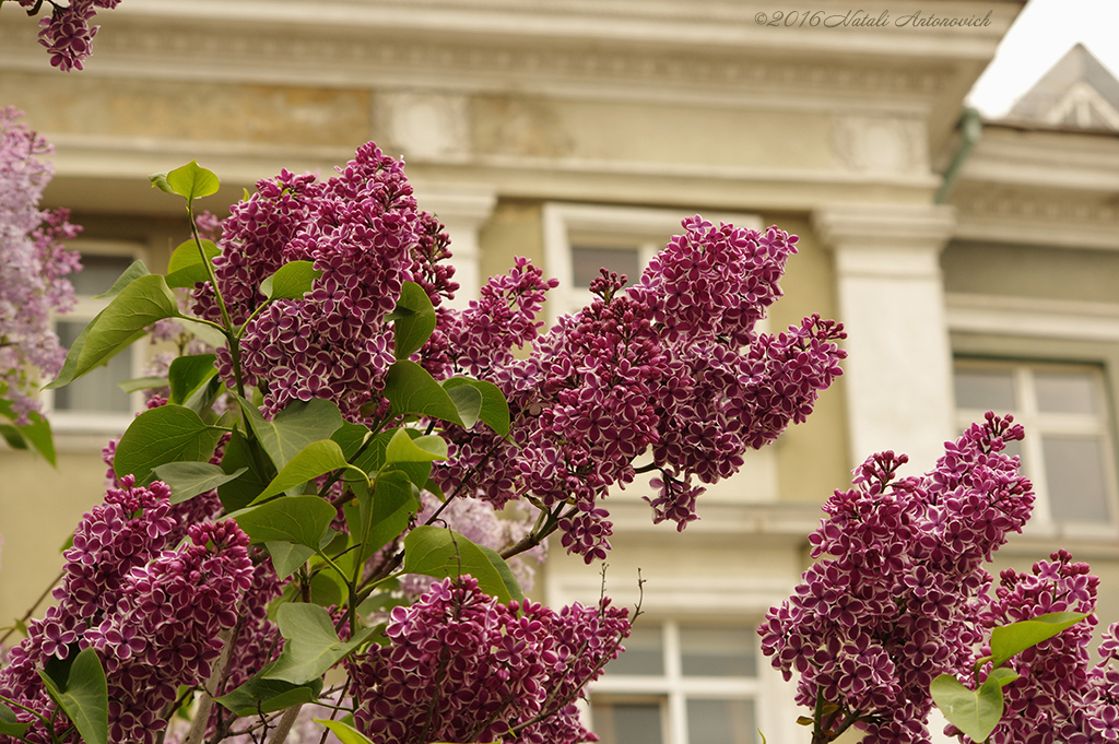 Image de photographie "Image sans titre" de Natali Antonovich | Photostock.