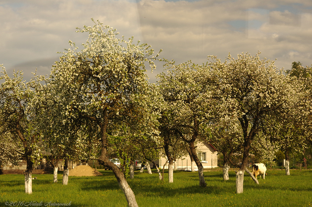 Album  "Image without title" | Photography image "Lithuania" by Natali Antonovich in Photostock.