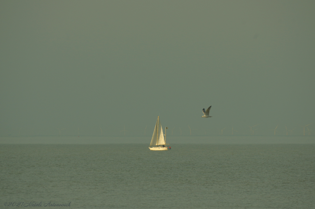 Album "Image sans titre" | Image de photographie "Côte Belge" de Natali Antonovich en photostock.