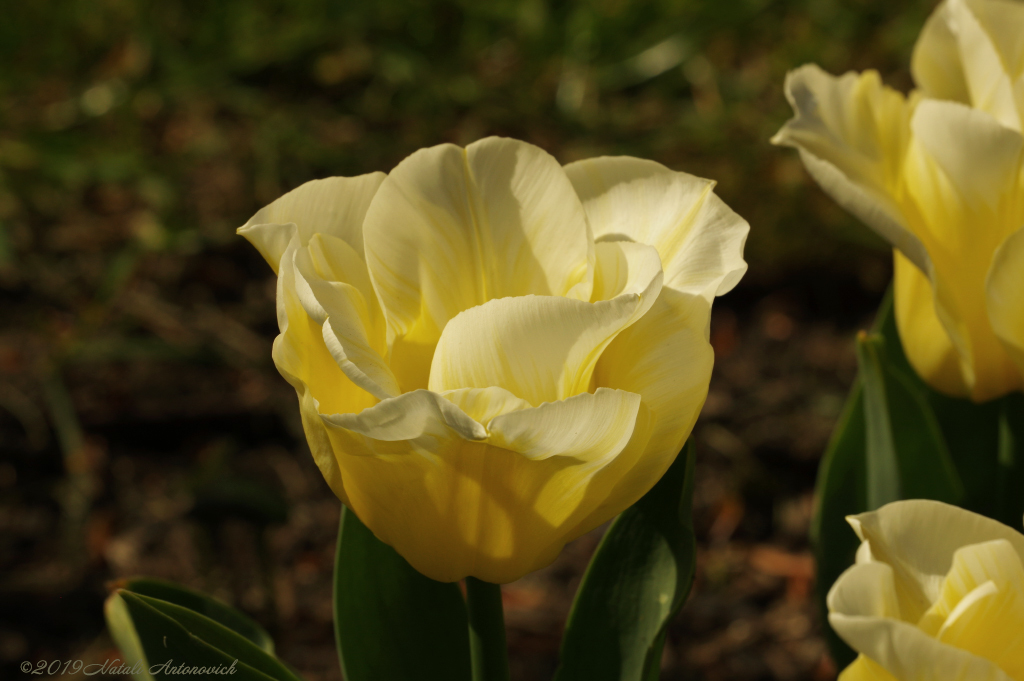 Album "Afbeelding zonder titel" | Fotografie afbeelding "Bloemen" door Natali Antonovich in Archief/Foto Voorraad.