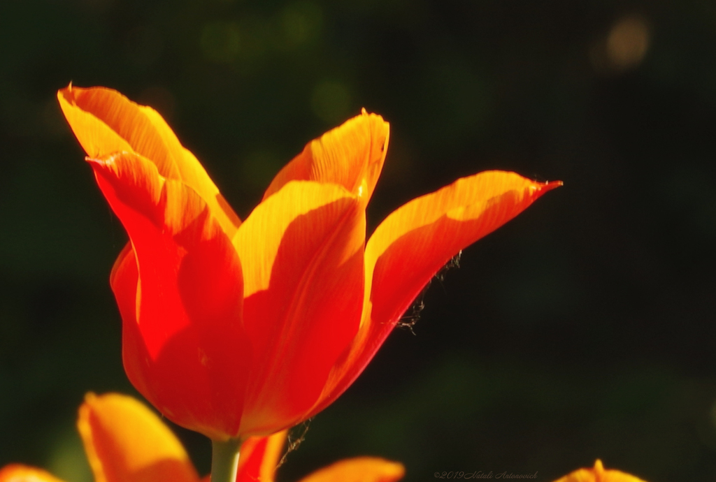 Album "Afbeelding zonder titel" | Fotografie afbeelding "Bloemen" door Natali Antonovich in Archief/Foto Voorraad.