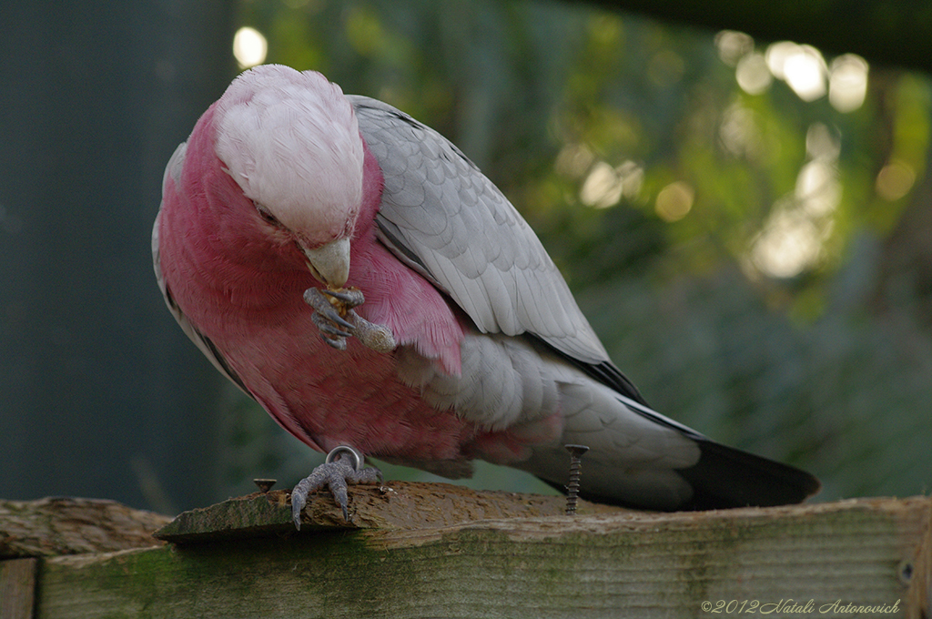 Album "Image sans titre" | Image de photographie "Des oiseaux" de Natali Antonovich en photostock.