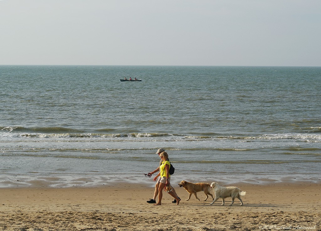 Album  "Image without title" | Photography image "Belgian Coast" by Natali Antonovich in Photostock.