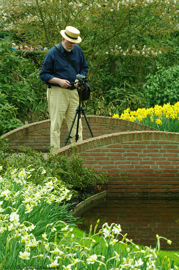 Album "Bild ohne Titel" | Fotografiebild "Blumen" von Natali Antonovich im Sammlung/Foto Lager.