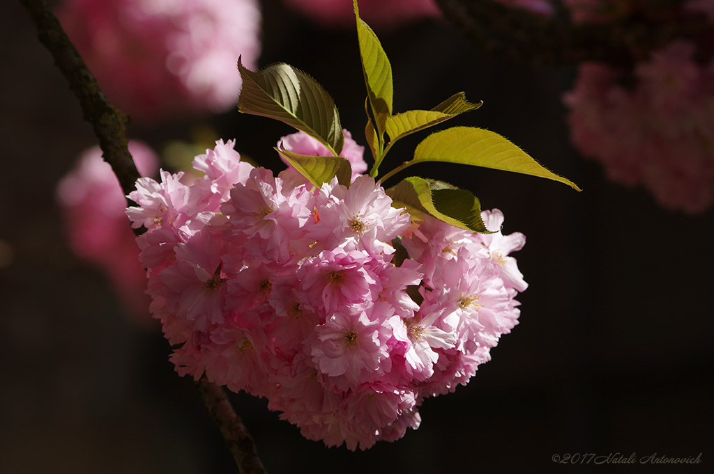 Image de photographie "Image sans titre" de Natali Antonovich | Photostock.