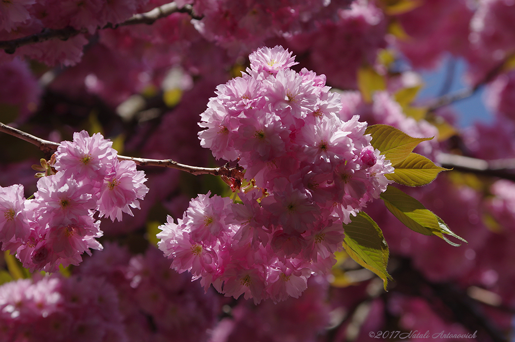 Album  "Image without title" | Photography image " Spring" by Natali Antonovich in Photostock.