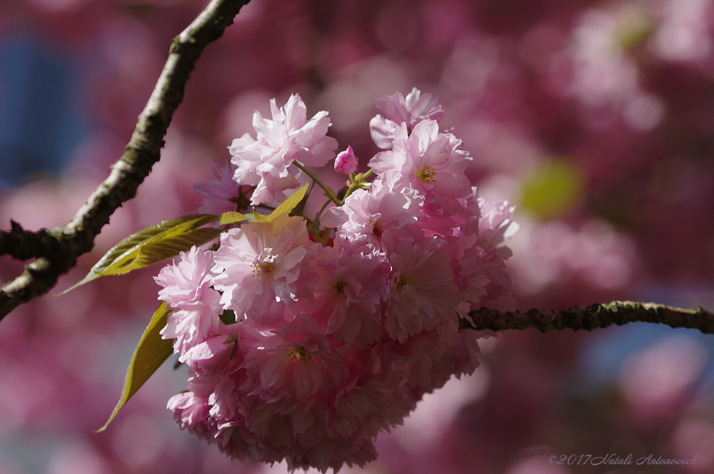 Album  "Image without title" | Photography image " Spring" by Natali Antonovich in Photostock.