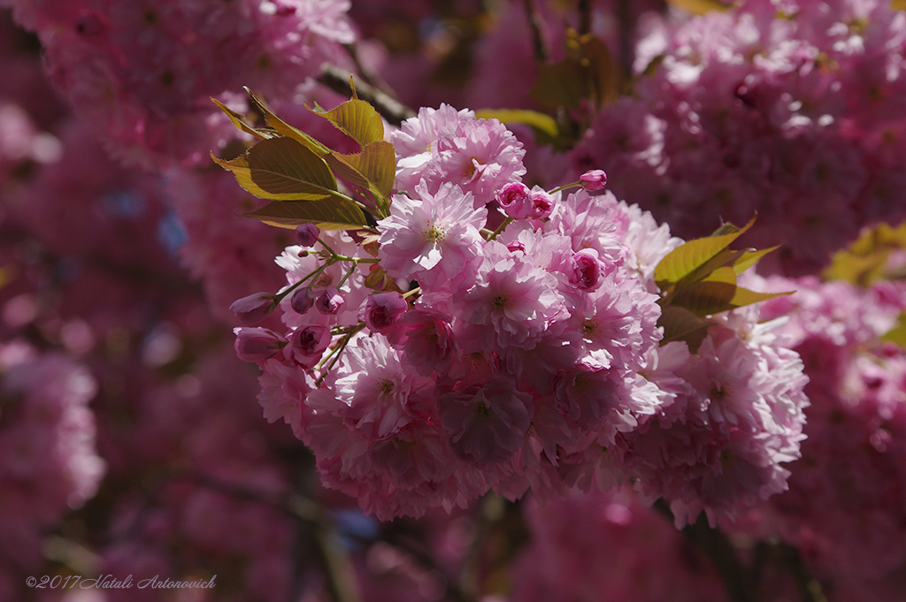 Album  "Image without title" | Photography image " Spring" by Natali Antonovich in Photostock.