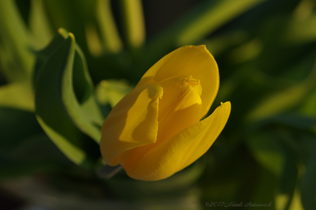 Album "Afbeelding zonder titel" | Fotografie afbeelding "Bloemen" door Natali Antonovich in Archief/Foto Voorraad.