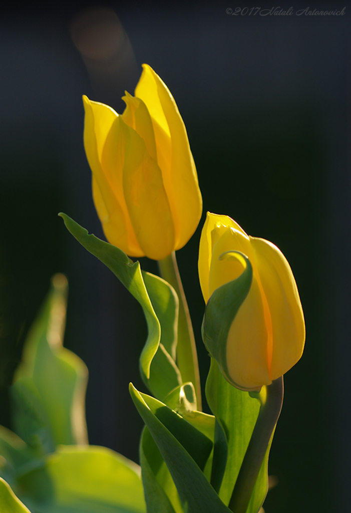 Album "Afbeelding zonder titel" | Fotografie afbeelding "Bloemen" door Natali Antonovich in Archief/Foto Voorraad.