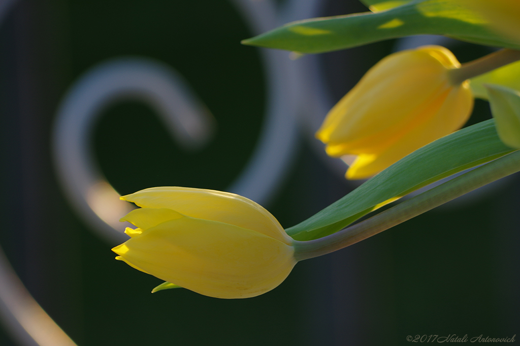 Album  "Image without title" | Photography image "Flowers" by Natali Antonovich in Photostock.