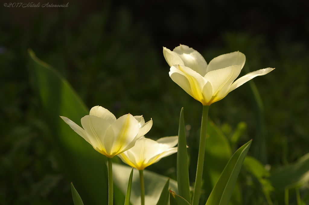 Album  "Image without title" | Photography image " Spring" by Natali Antonovich in Photostock.