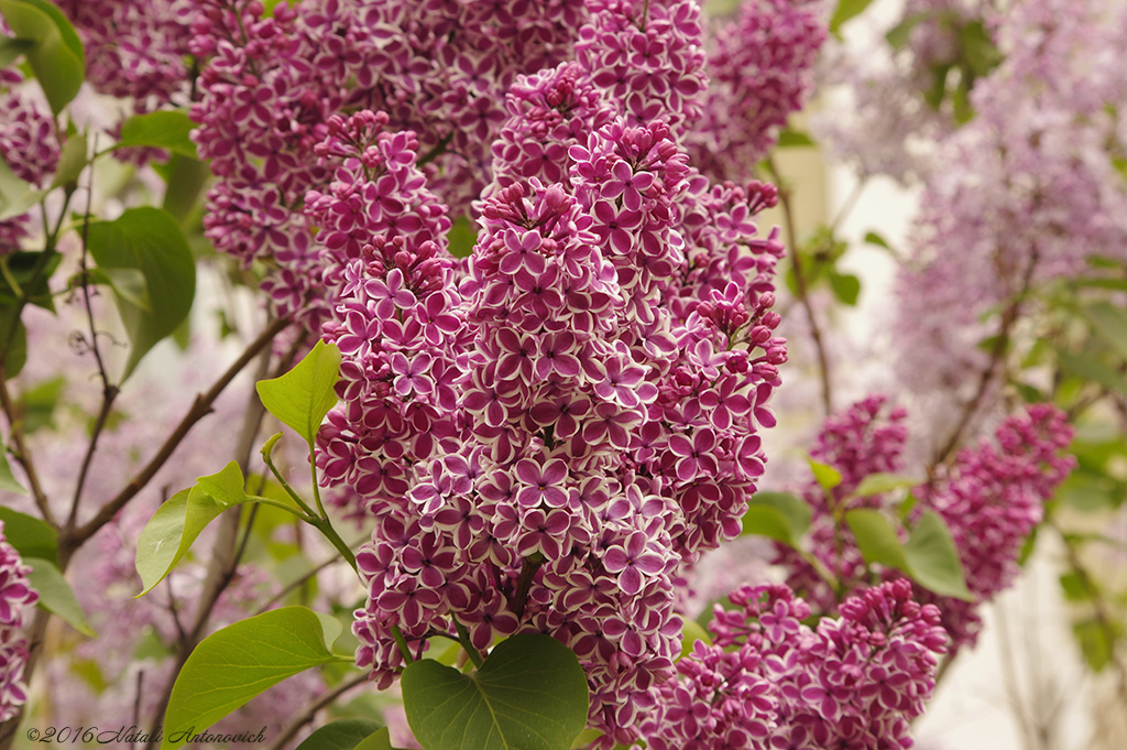 Album "Bild ohne Titel" | Fotografiebild "Frühling" von Natali Antonovich im Sammlung/Foto Lager.