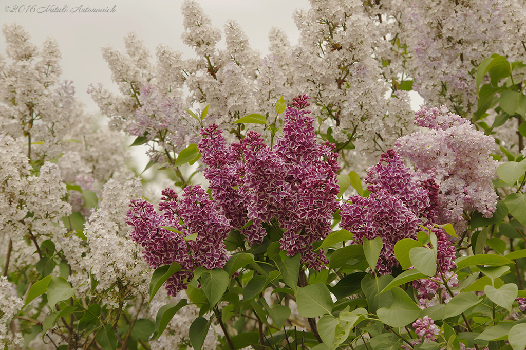 Album "Image sans titre" | Image de photographie "Printemps" de Natali Antonovich en photostock.