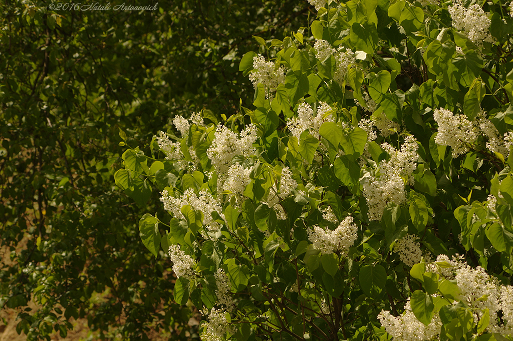 Album  "Image without title" | Photography image " Spring" by Natali Antonovich in Photostock.