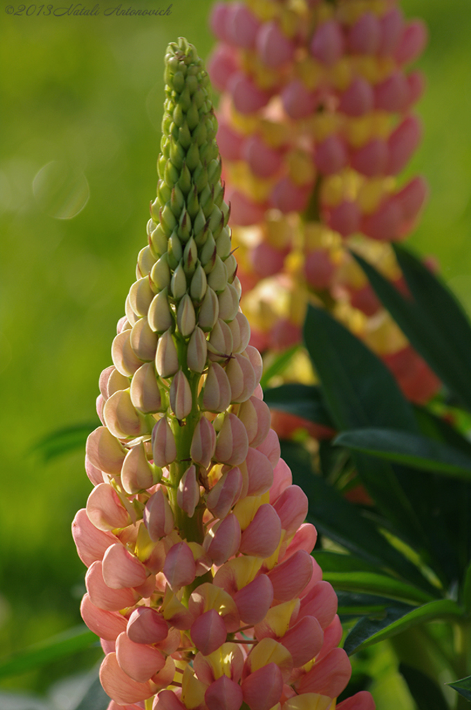 Album "Image sans titre" | Image de photographie "Fleurs" de Natali Antonovich en photostock.