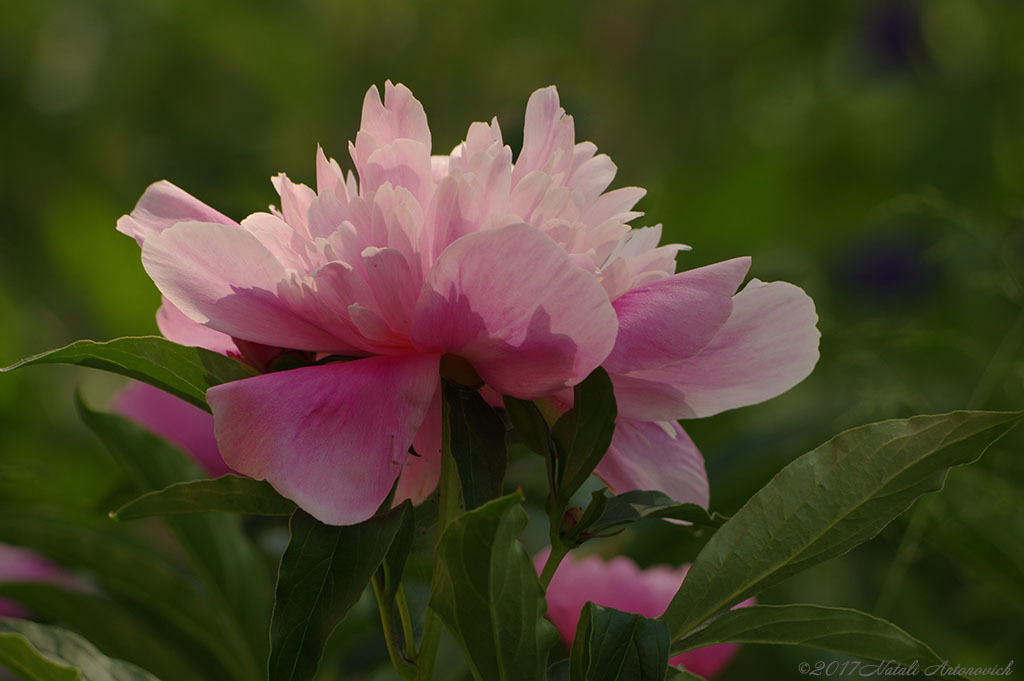 Album "Bild ohne Titel" | Fotografiebild "Blumen" von Natali Antonovich im Sammlung/Foto Lager.