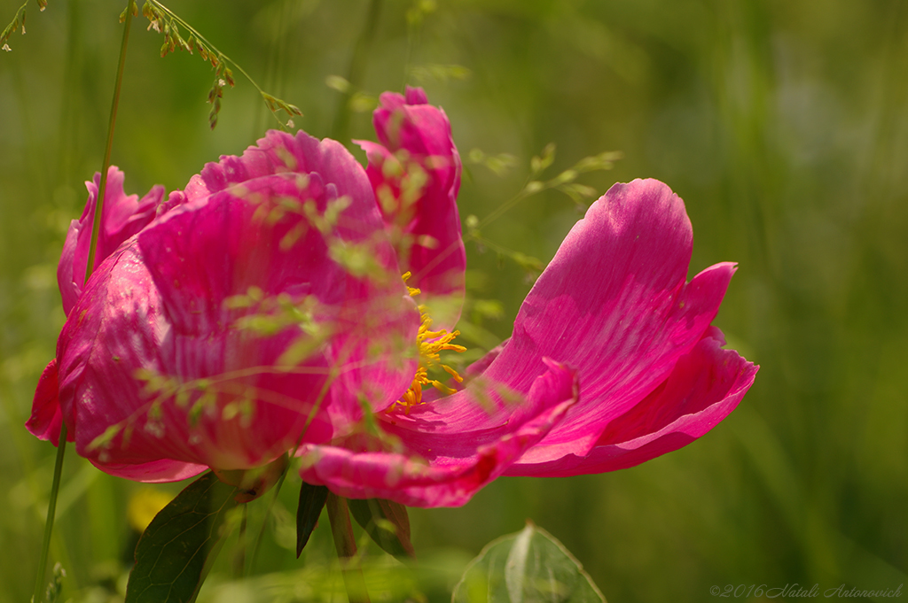 Album "Bild ohne Titel" | Fotografiebild "Blumen" von Natali Antonovich im Sammlung/Foto Lager.