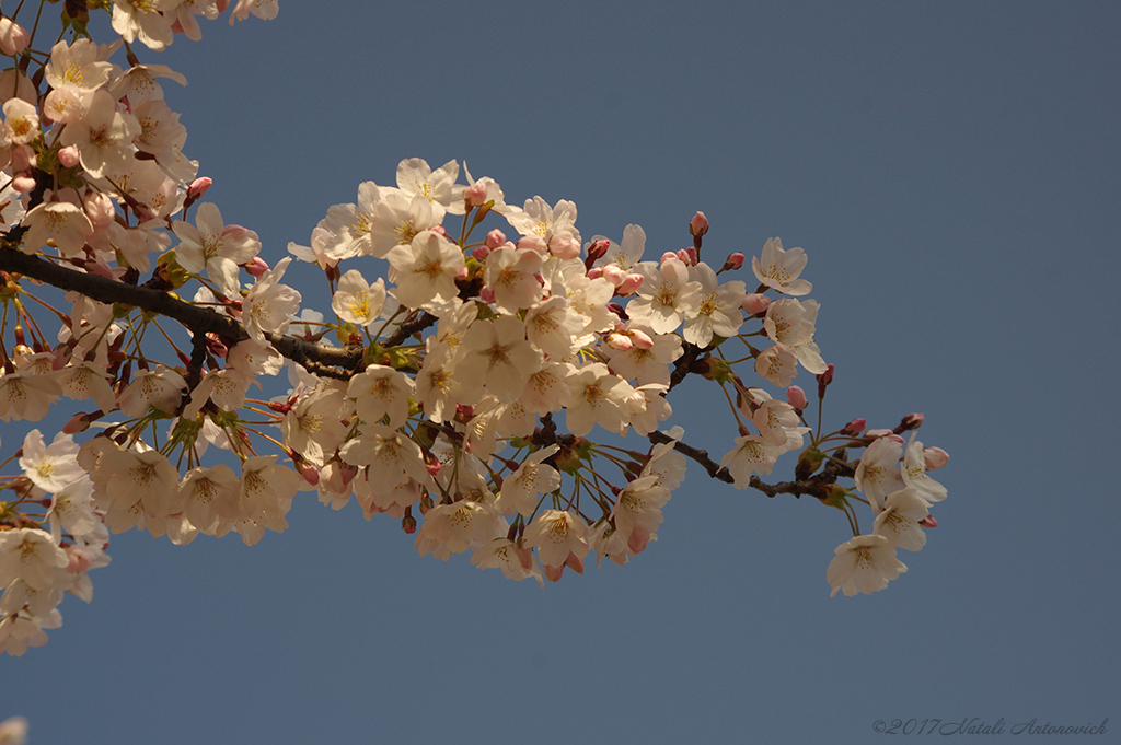 Album  "Image without title" | Photography image " Spring" by Natali Antonovich in Photostock.