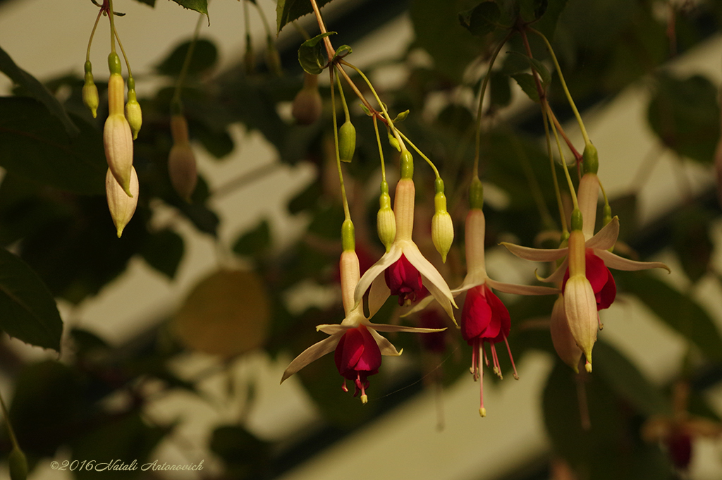 Album "Afbeelding zonder titel" | Fotografie afbeelding "Bloemen" door Natali Antonovich in Archief/Foto Voorraad.