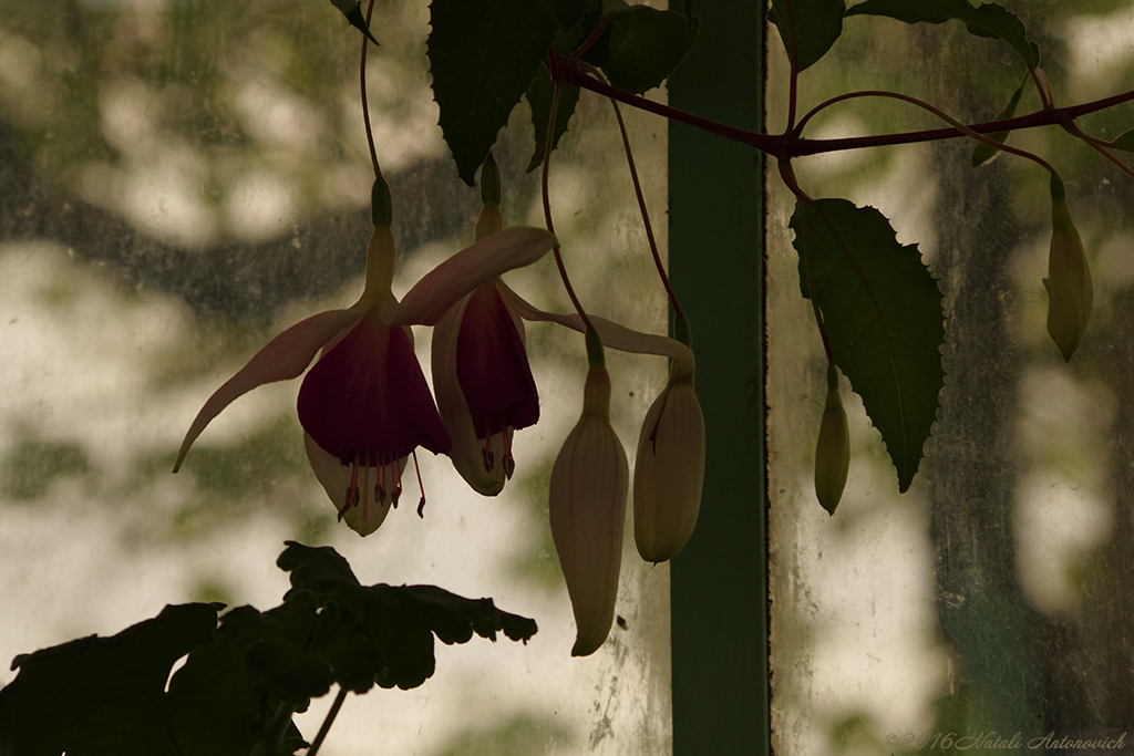 Album "Afbeelding zonder titel" | Fotografie afbeelding "Bloemen" door Natali Antonovich in Archief/Foto Voorraad.