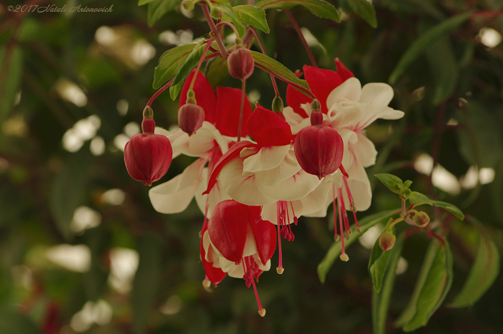 Album "Afbeelding zonder titel" | Fotografie afbeelding "Bloemen" door Natali Antonovich in Archief/Foto Voorraad.