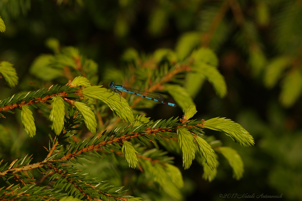 Image de photographie "Image sans titre" de Natali Antonovich | Photostock.