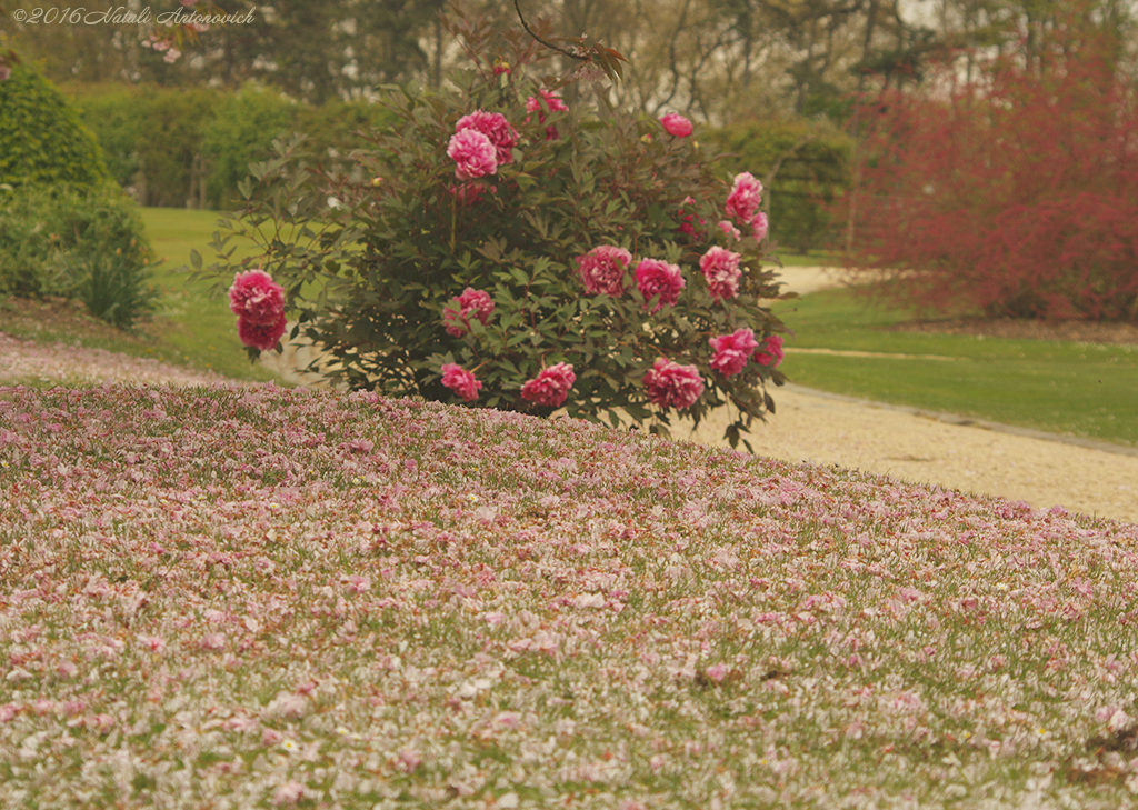 Album "Bild ohne Titel" | Fotografiebild "Blumen" von Natali Antonovich im Sammlung/Foto Lager.