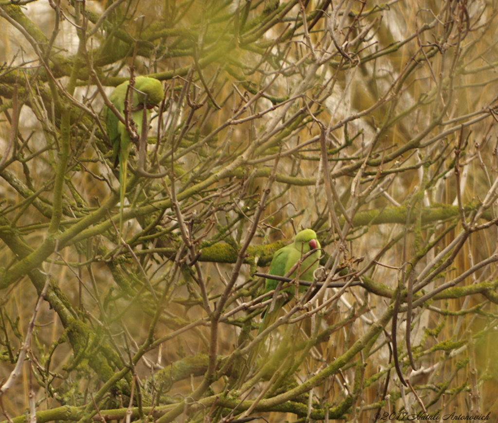 Album "Afbeelding zonder titel" | Fotografie afbeelding "Vogels" door Natali Antonovich in Archief/Foto Voorraad.