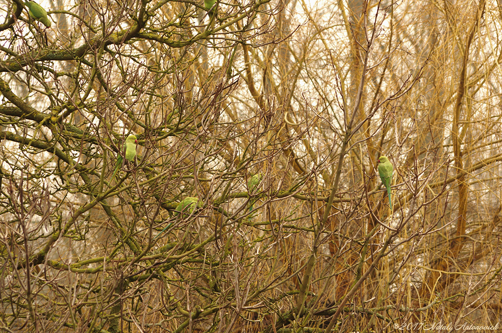 Album "Afbeelding zonder titel" | Fotografie afbeelding "Vogels" door Natali Antonovich in Archief/Foto Voorraad.