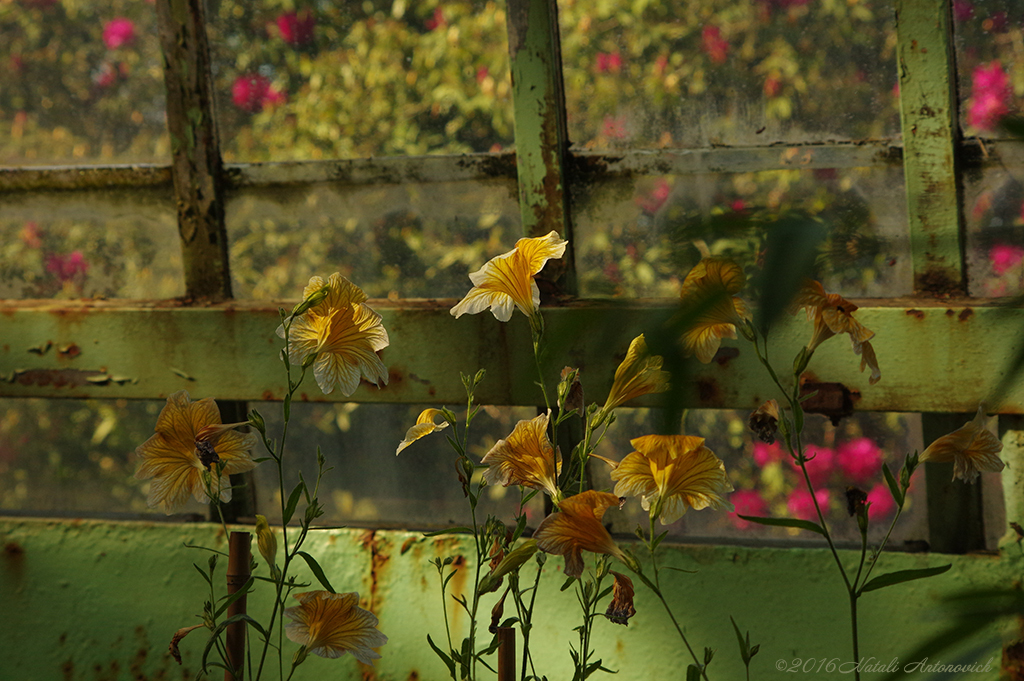 Album "Afbeelding zonder titel" | Fotografie afbeelding "Bloemen" door Natali Antonovich in Archief/Foto Voorraad.