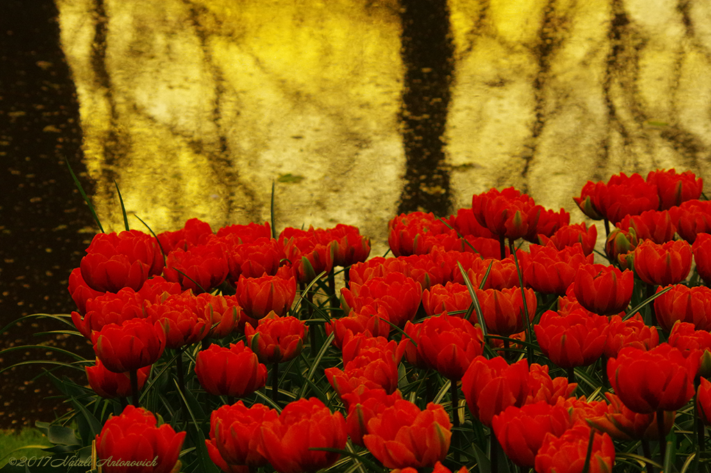 Album "Image sans titre" | Image de photographie "Fleurs" de Natali Antonovich en photostock.