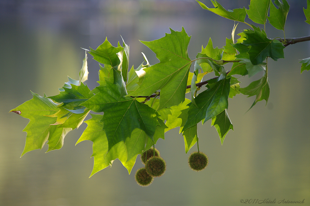 Image de photographie "Image sans titre" de Natali Antonovich | Photostock.