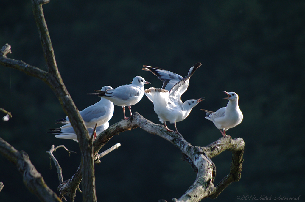 Album "Image sans titre" | Image de photographie "Des oiseaux" de Natali Antonovich en photostock.