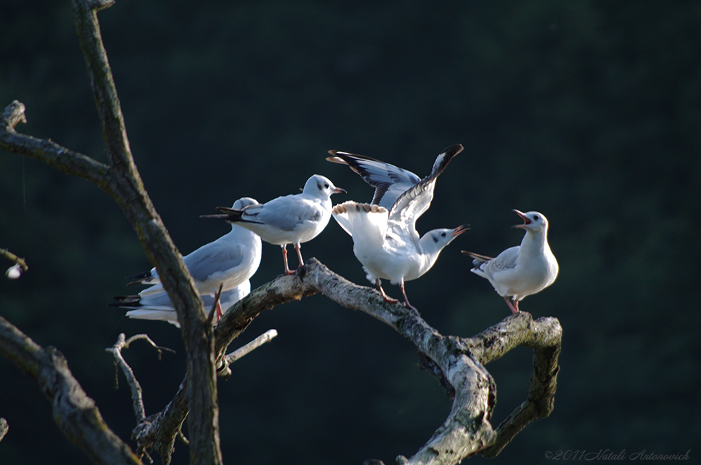 Album "Afbeelding zonder titel" | Fotografie afbeelding "Vogels" door Natali Antonovich in Archief/Foto Voorraad.