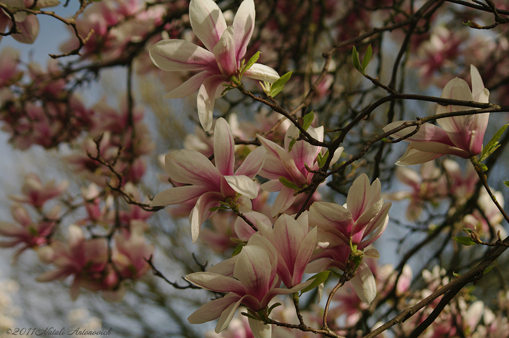 Album  "Image without title" | Photography image " Spring" by Natali Antonovich in Photostock.