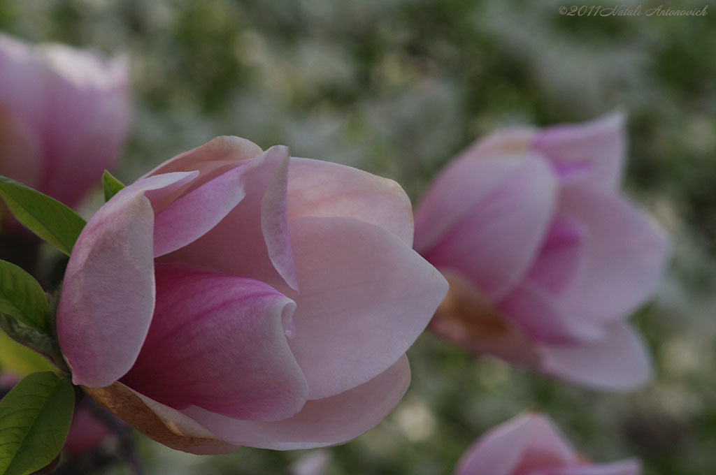 Album "Afbeelding zonder titel" | Fotografie afbeelding "Lente" door Natali Antonovich in Archief/Foto Voorraad.