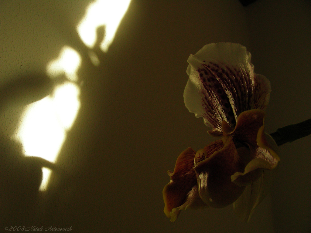 Альбом "Изображение без названия" | Фотография "Орхидеи" от Натали Антонович в Архиве/Банке Фотографий