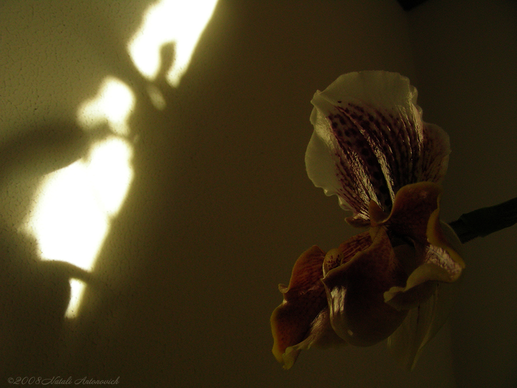 Album  "Image without title" | Photography image "Orchids" by Natali Antonovich in Photostock.