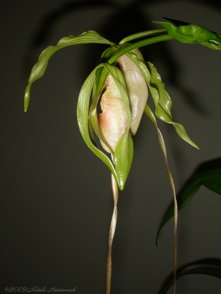 Album "Afbeelding zonder titel" | Fotografie afbeelding "Bloemen" door Natali Antonovich in Archief/Foto Voorraad.