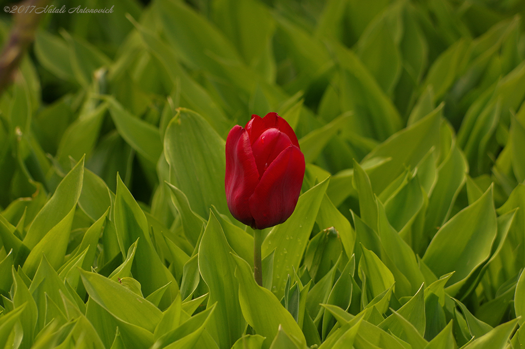 Album "Bild ohne Titel" | Fotografiebild "Blumen" von Natali Antonovich im Sammlung/Foto Lager.