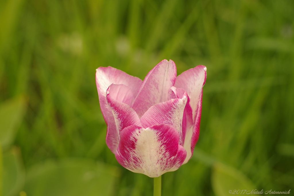 Album "Image sans titre" | Image de photographie "Fleurs" de Natali Antonovich en photostock.