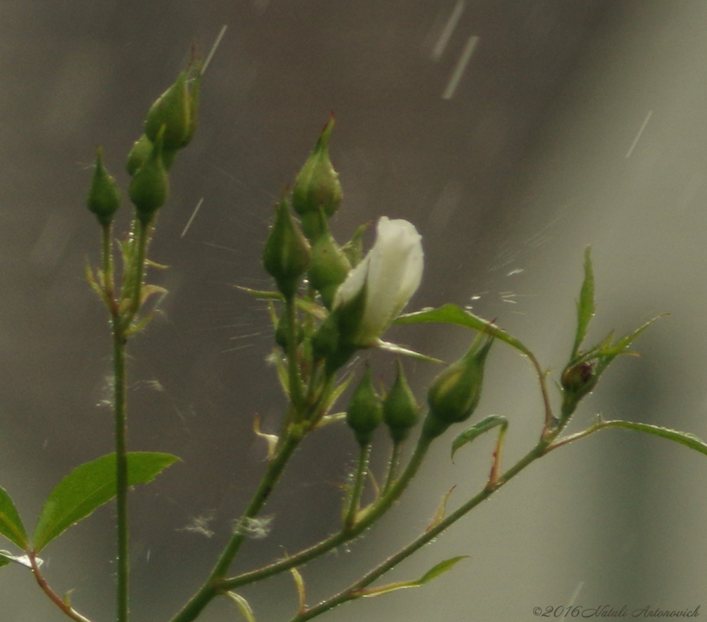 Album  "Image without title" | Photography image "Flowers" by Natali Antonovich in Photostock.