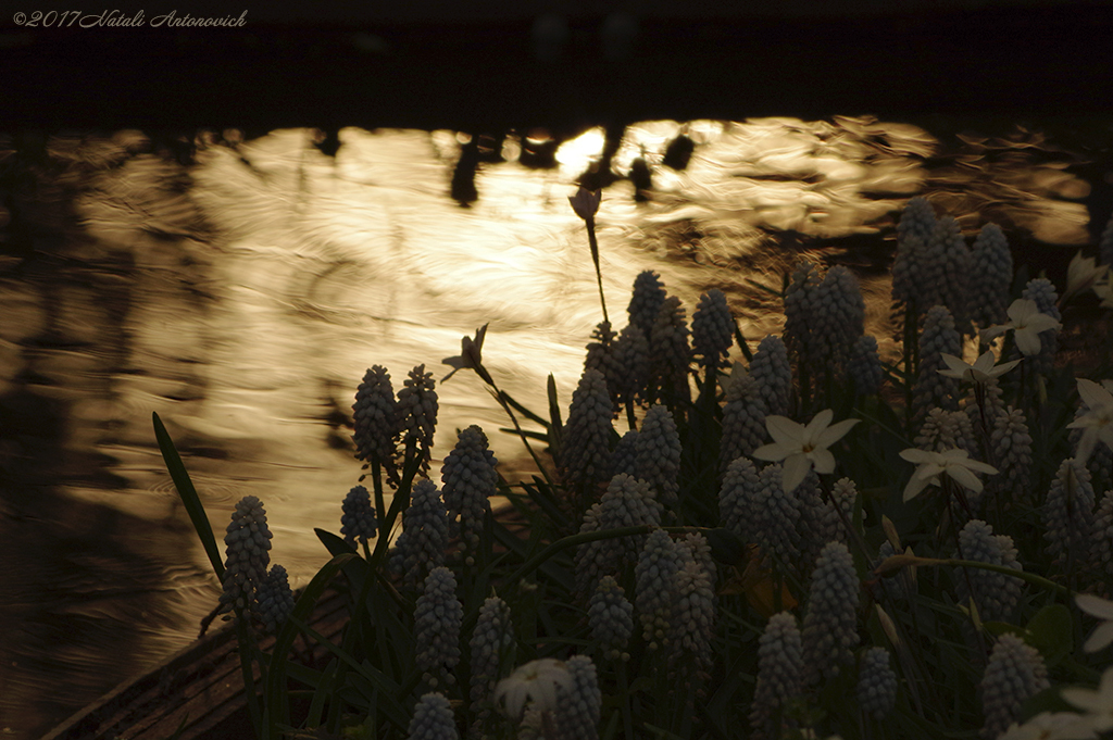 Album "Bild ohne Titel" | Fotografiebild "Blumen" von Natali Antonovich im Sammlung/Foto Lager.