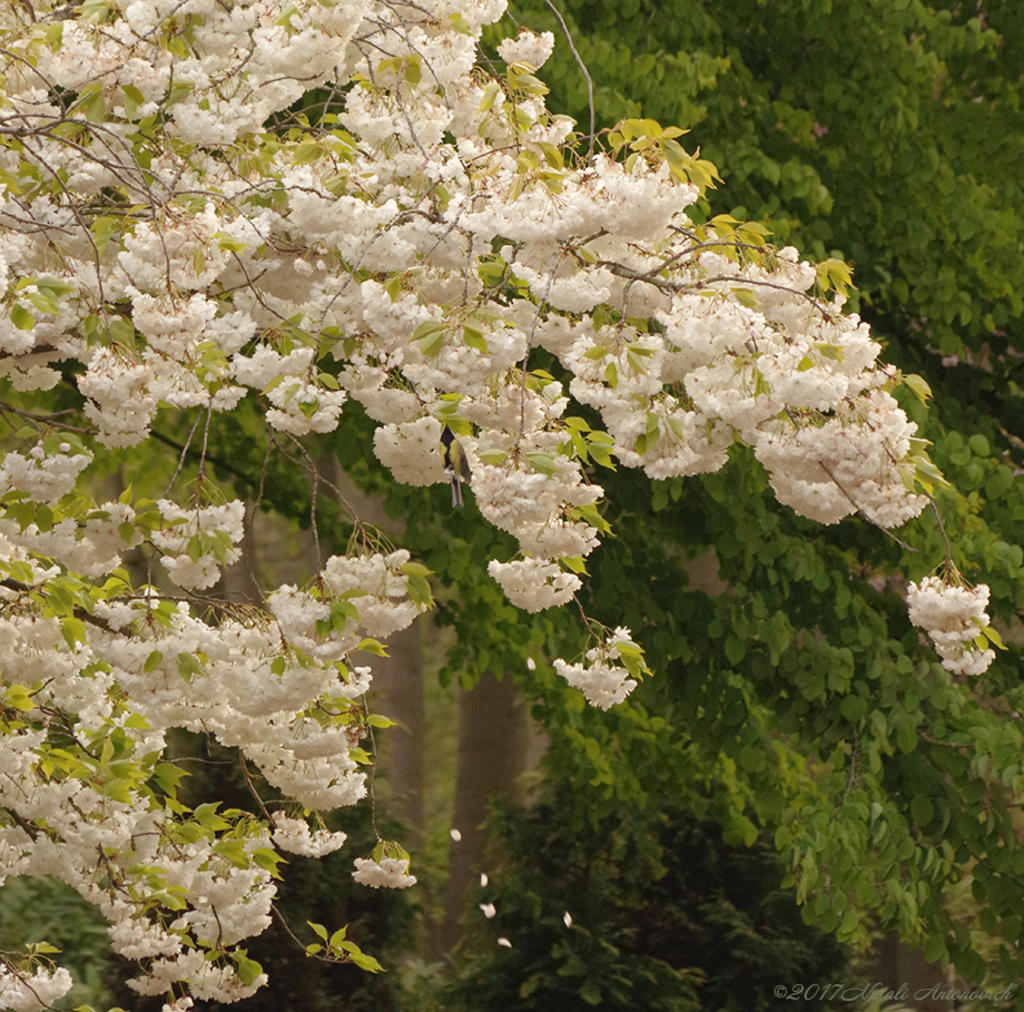 Album "Image sans titre" | Image de photographie "Printemps" de Natali Antonovich en photostock.