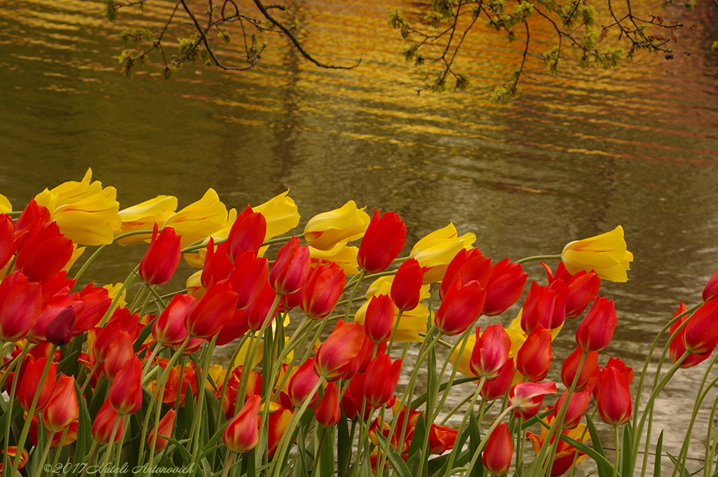 Album "Afbeelding zonder titel" | Fotografie afbeelding "Lente" door Natali Antonovich in Archief/Foto Voorraad.