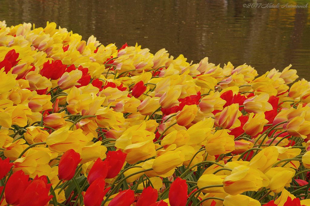 Album "Image sans titre" | Image de photographie "Printemps" de Natali Antonovich en photostock.